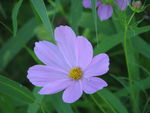 小粉花