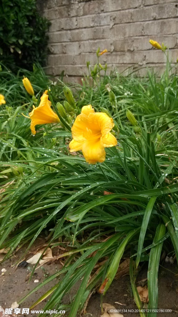 雨后黄花