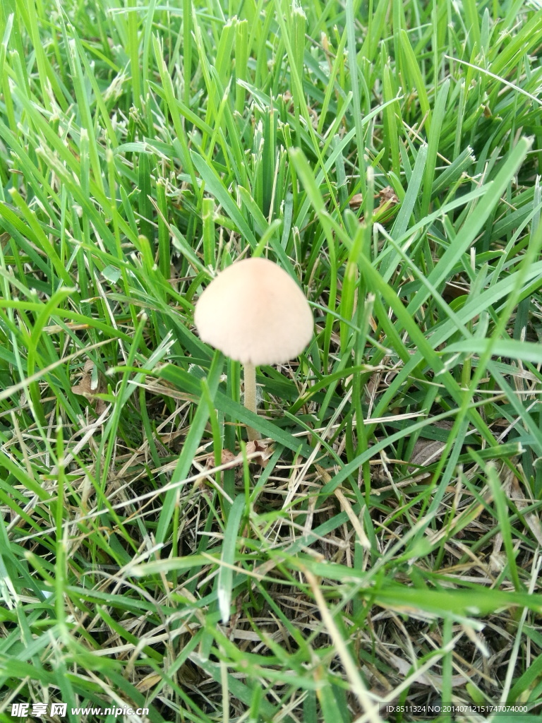 草丛 小蘑菇