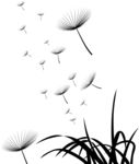 蒲公英