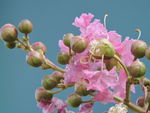 花果