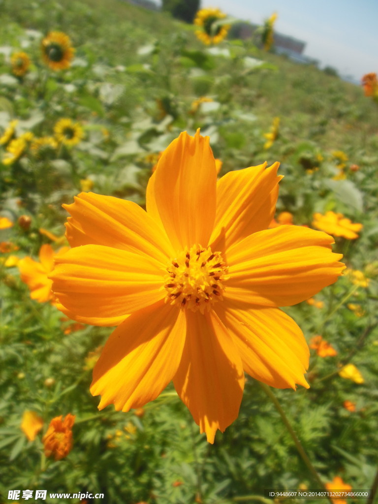 硫华菊