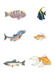 水生生物