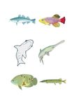 海洋生物