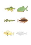 海洋生物