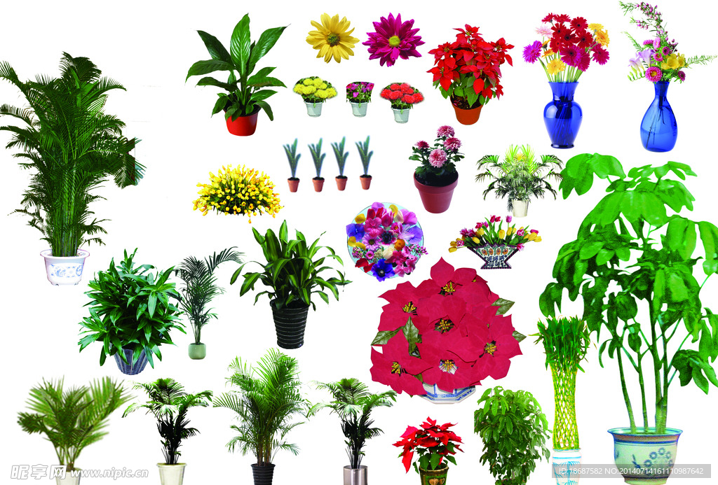 市场常见绿色植物大全