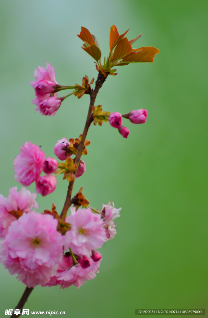 樱花