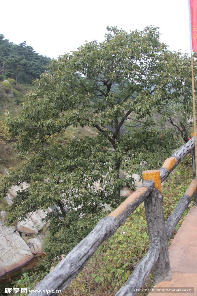 沂蒙风景 蒙山 蒙山李