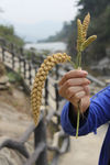 谷子 沂蒙谷子 成熟谷