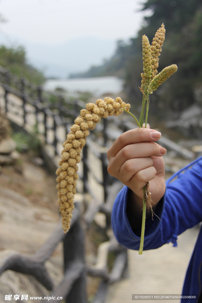 谷子 沂蒙谷子 成熟谷