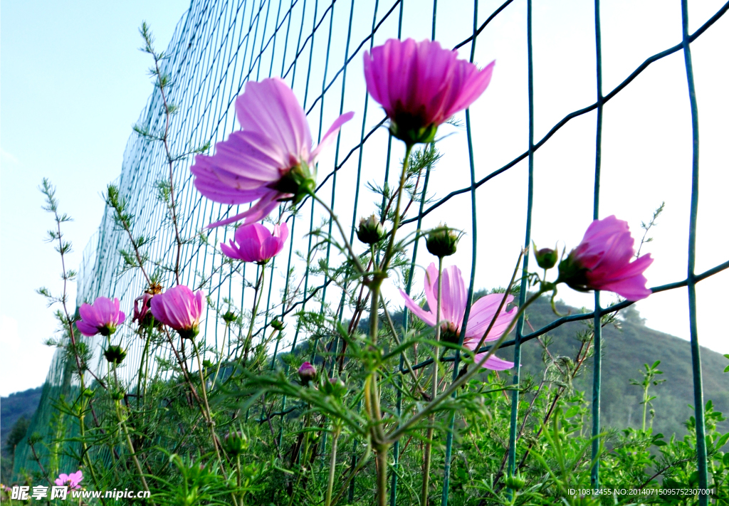 山花烂漫