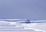 雪景