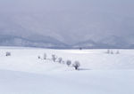雪景
