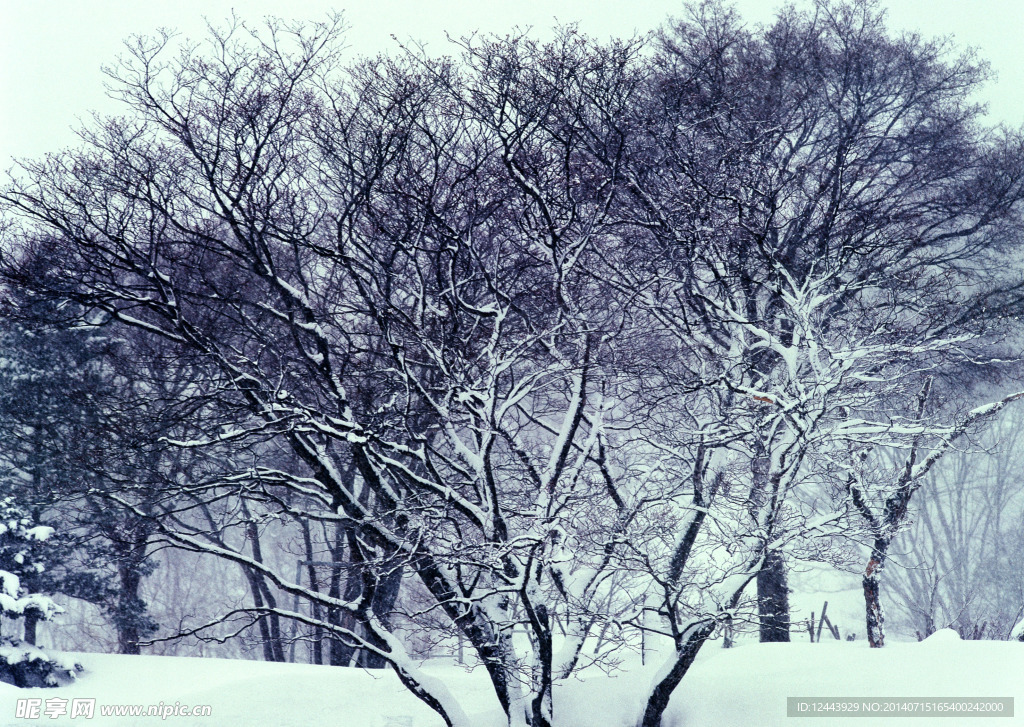 雪景