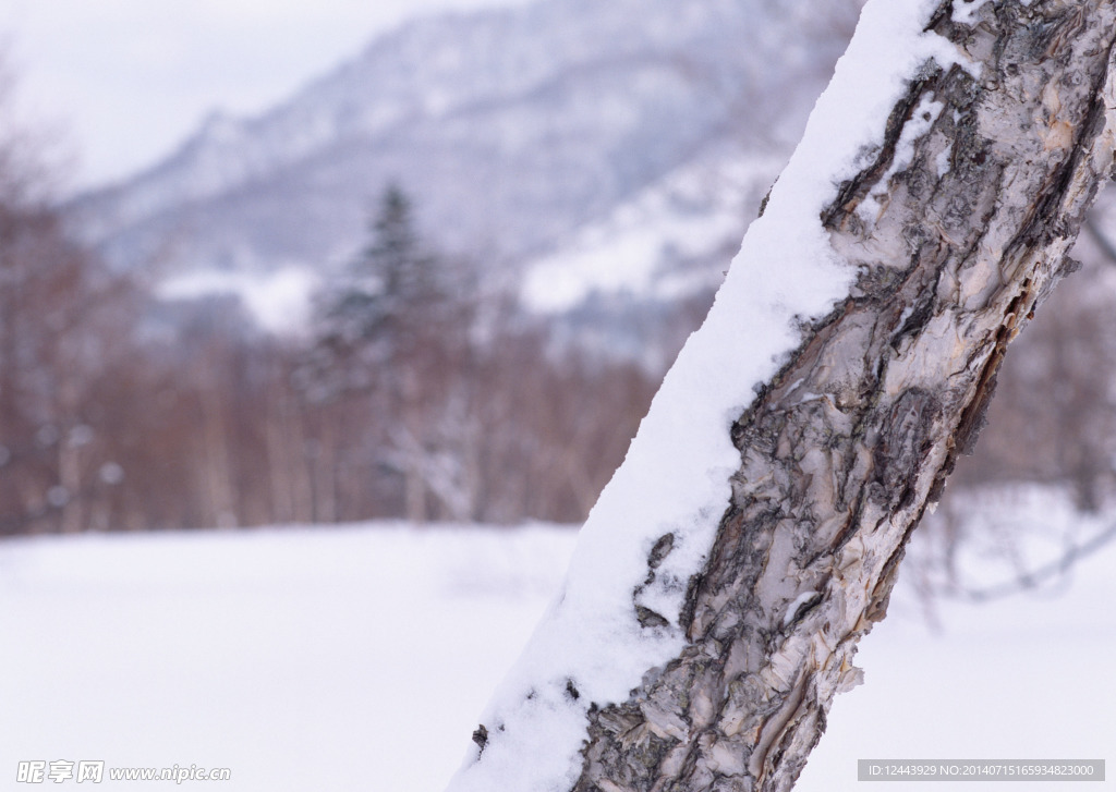 雪景