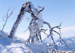 雪景