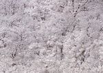 雪景