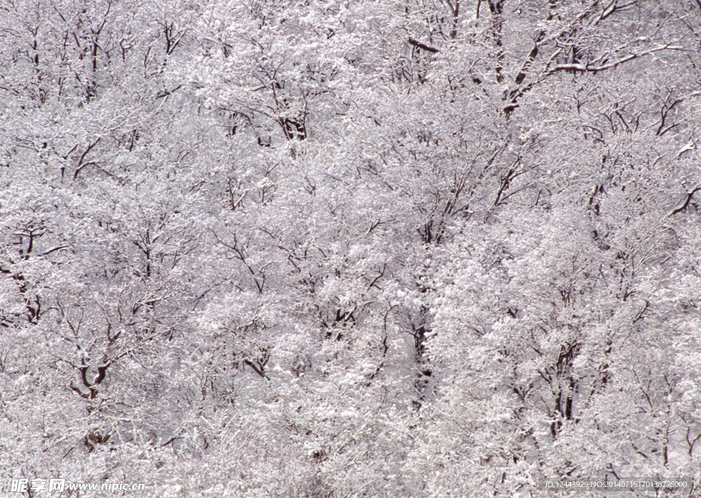雪景