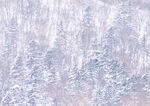 雪景