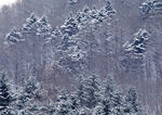 雪景