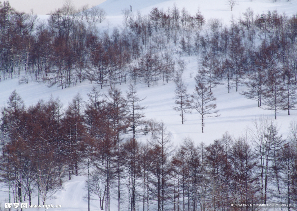 雪景