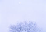 雪景