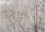 雪景