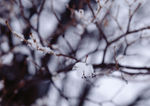 雪景