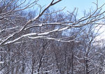 雪景
