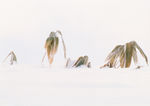 雪景