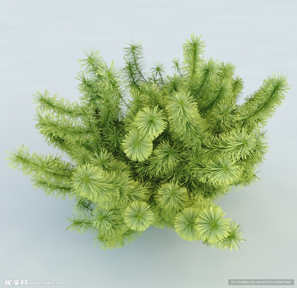 树木 植物 景观树木