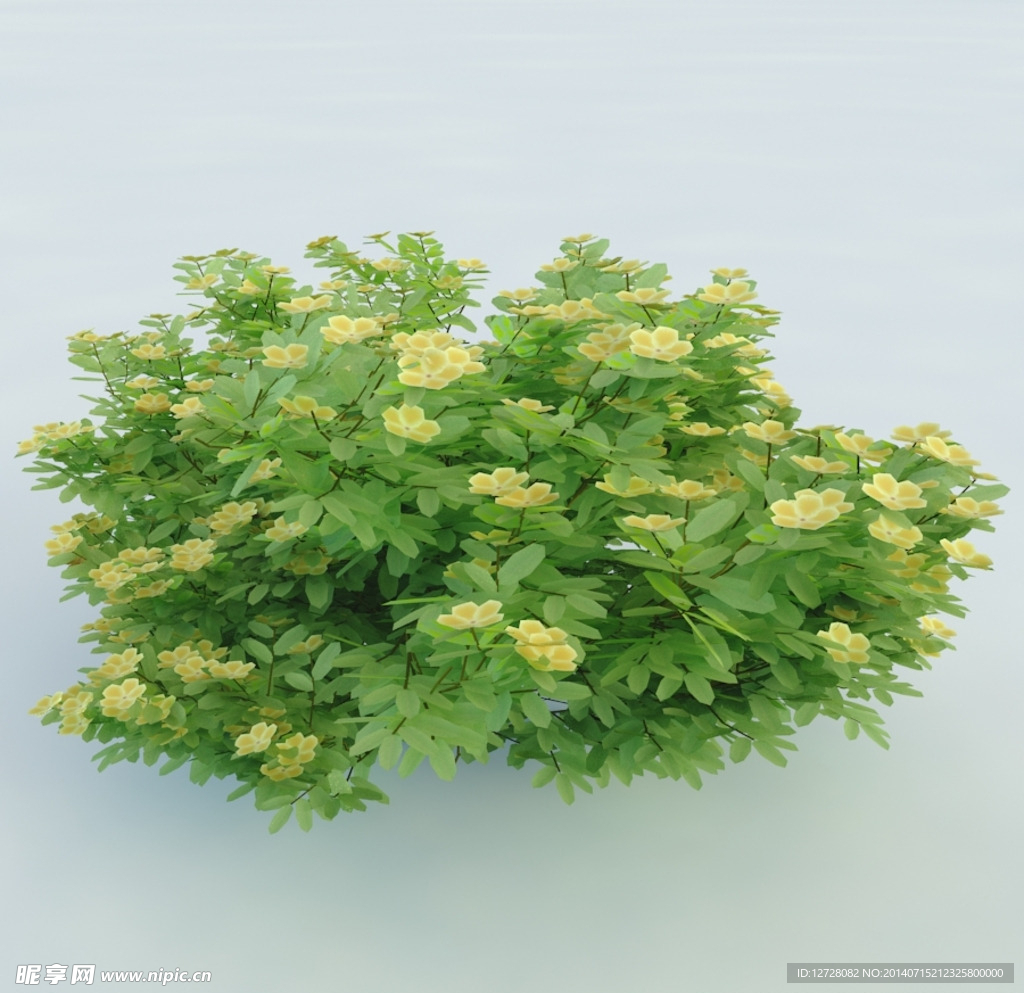 树木 植物 景观树木