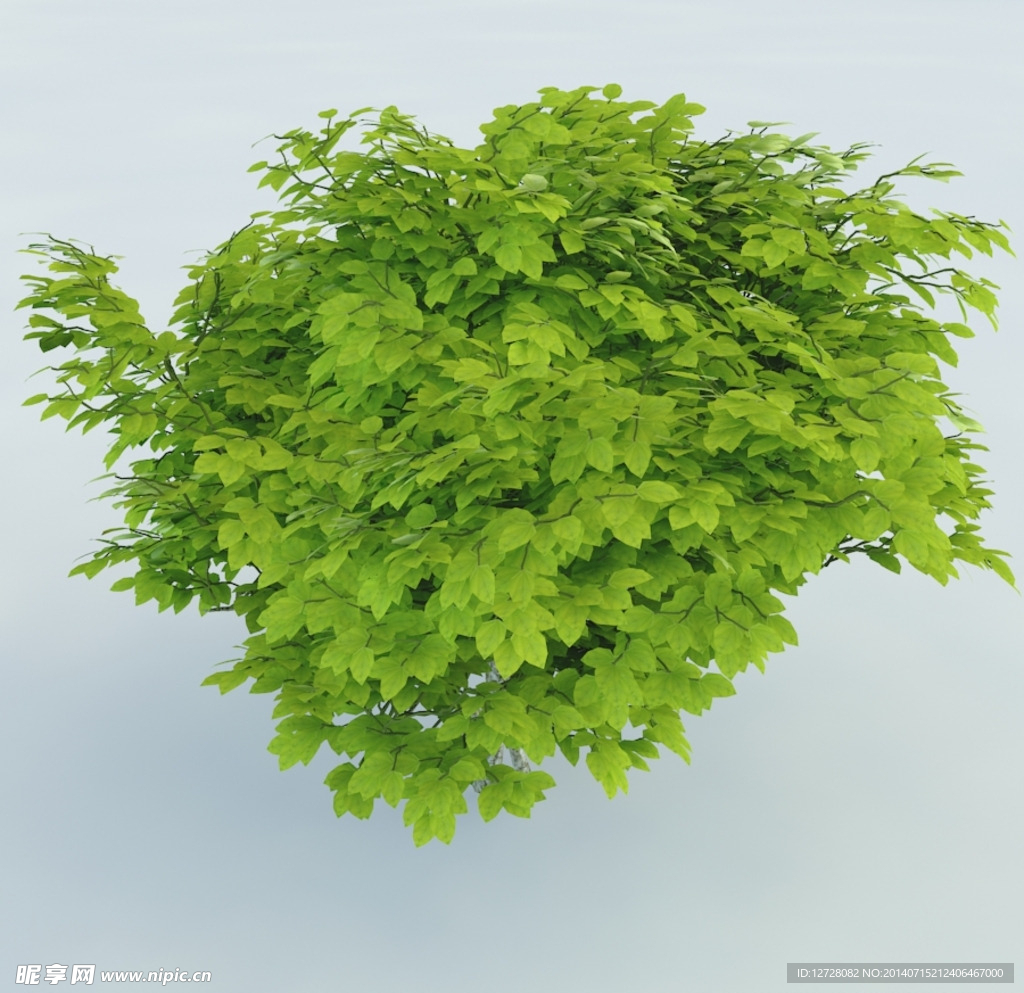 树木 植物 景观树木
