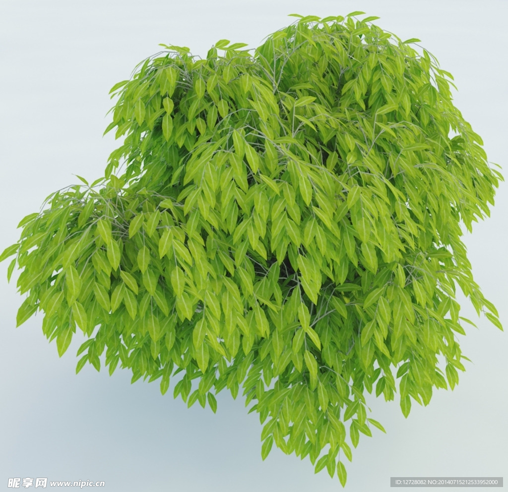 树木 植物 景观树木