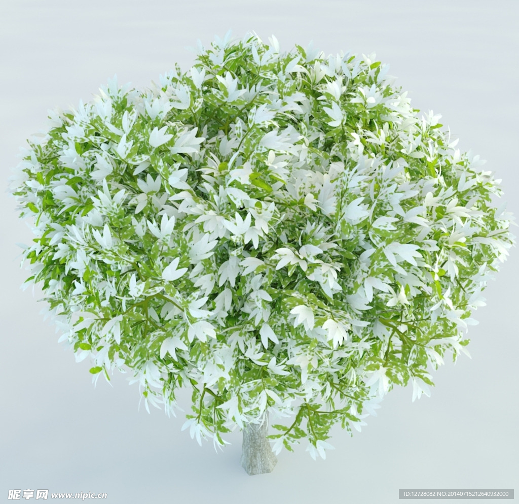树木 植物 景观树木