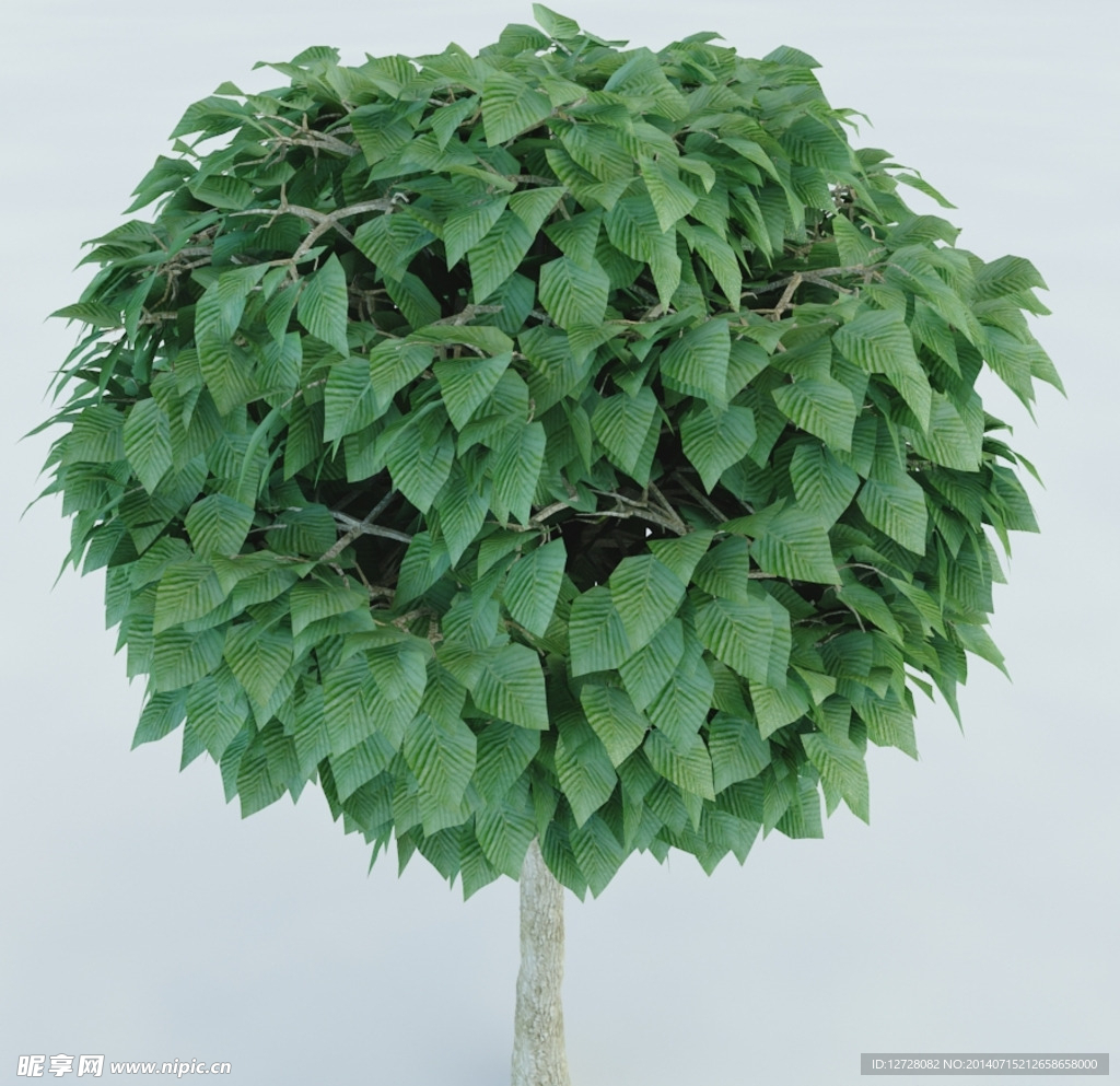 树木 植物 景观树木