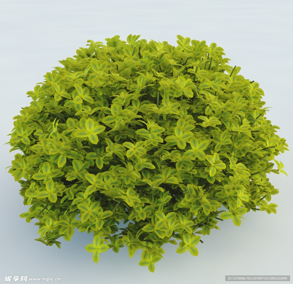 树木 植物 景观树木
