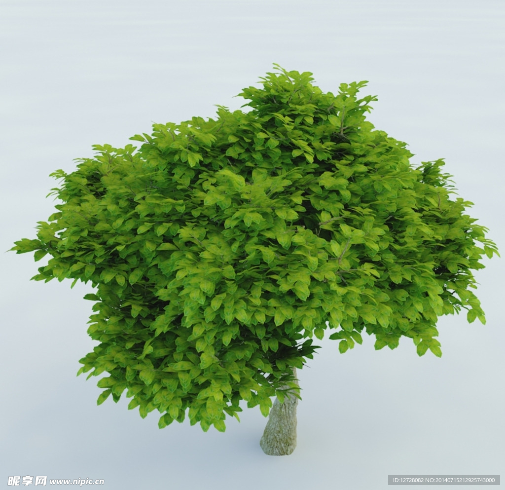 树木 植物 景观树木