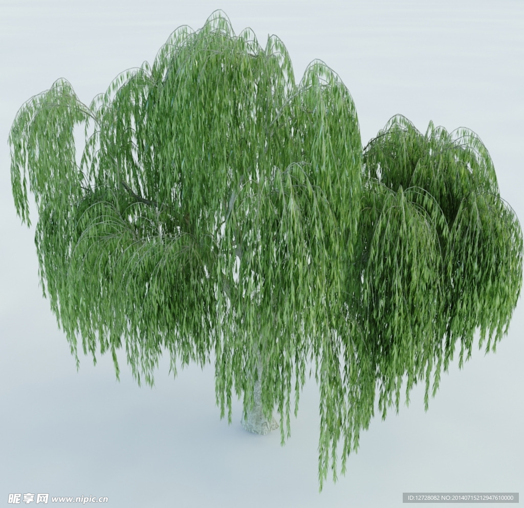 树木 植物 景观树木