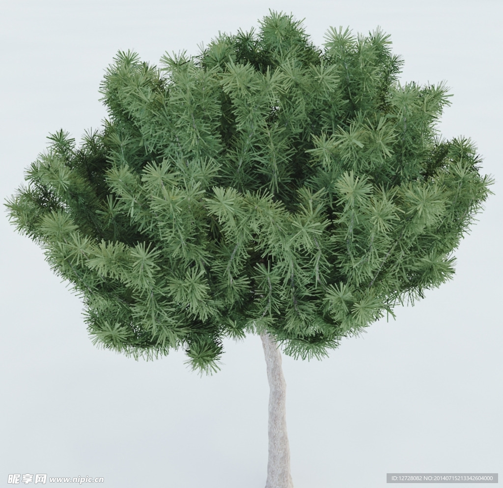 树木 植物 景观树木