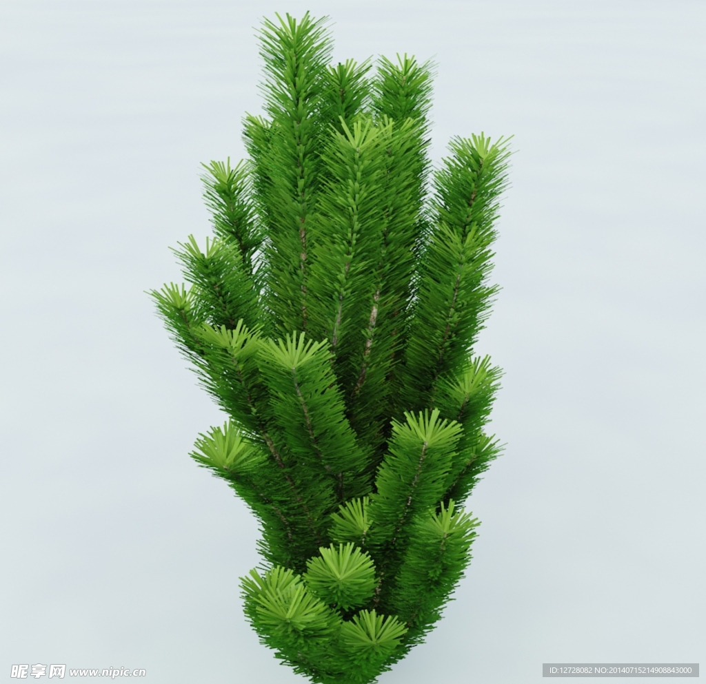 树木 植物 景观树木