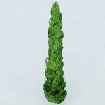 树木 植物 景观树木