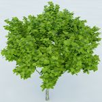 树木 植物 景观树木