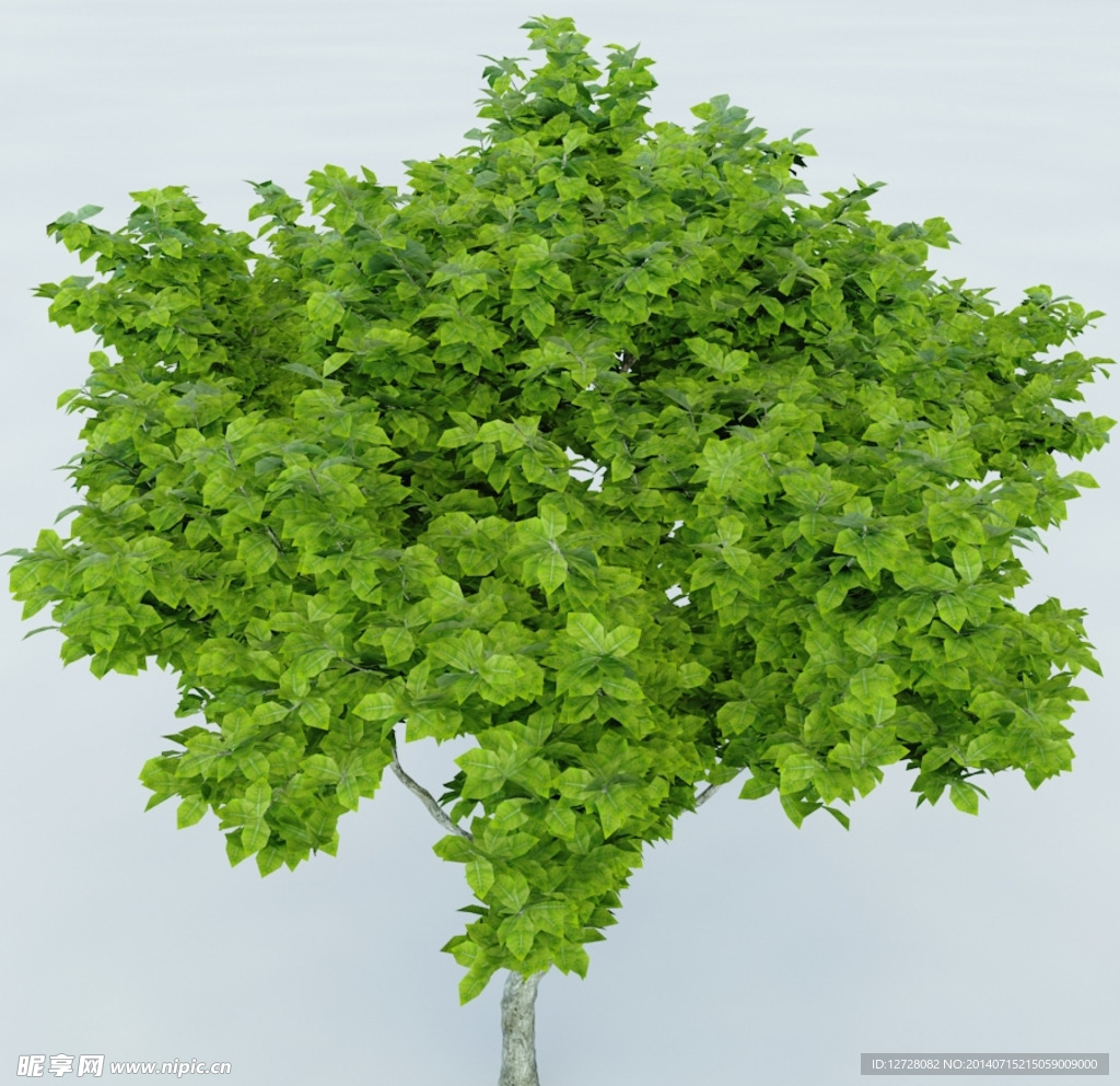 树木 植物 景观树木