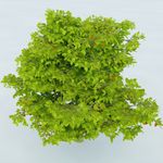 树木 植物 景观树木