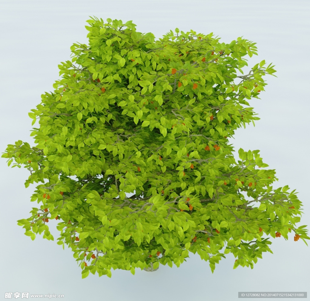 树木 植物 景观树木