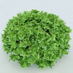 树木 植物 景观树木