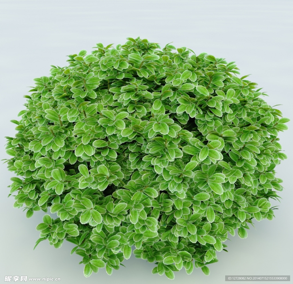树木 植物 景观树木