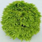 树木 植物 景观树木