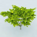 树木 植物 景观树木
